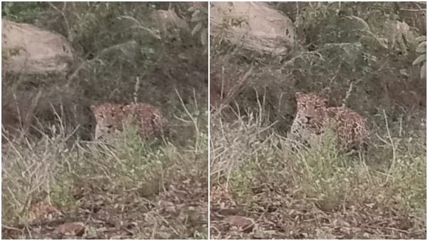 ಆಹಾರ ಅರಸಿ ನಾಡಿನತ್ತ ಮುಖ ಮಾಡಿದ ಪ್ರಾಣಿಗಳು