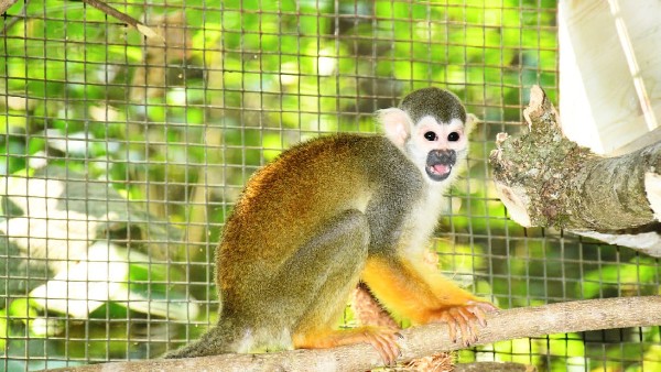 New Animal Arrived To Mangaluru Pilikula Biological Park