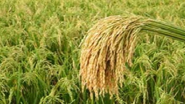 ಬ್ರೋಕರ್ ಹಾವಳಿ ತಡೆಯಲು ಭತ್ತ ಖರೀದಿ ಕೇಂದ್ರ ತೆರೆಯಲು ಒತ್ತಾಯ