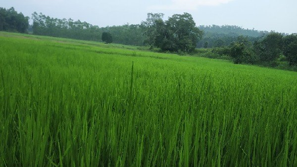 ಆಂಧ್ರ ವ್ಯಾಪಾರಿಯಿಂದ ಕೃಷಿಕರಿಗೆ 5ಕೋಟಿ ರೂ ವಂಚನೆ