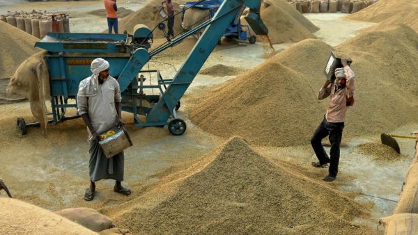 Paddy And White Sorghum Purchase Centre Open At Dharwad