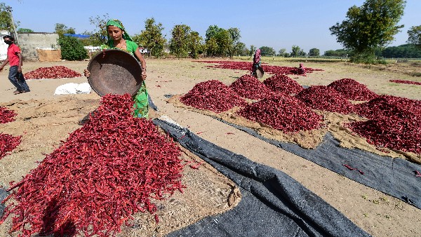 Tips To Protect Red Chilli Crop During Rainy Season 