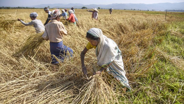  Paddy Purchase Centre To Open At Shivamogga From January 1st