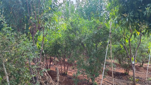  ಮಾರುಕಟ್ಟೆಯಲ್ಲಿಯೂ ಸಿಗದ ಉತ್ತಮ ಬೆಲೆ