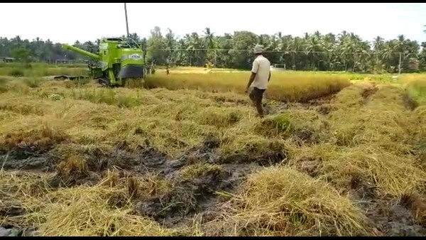 Mandaus Cyclone Effect: Paddy crop destroyed in Raichur district, Farmers worried 