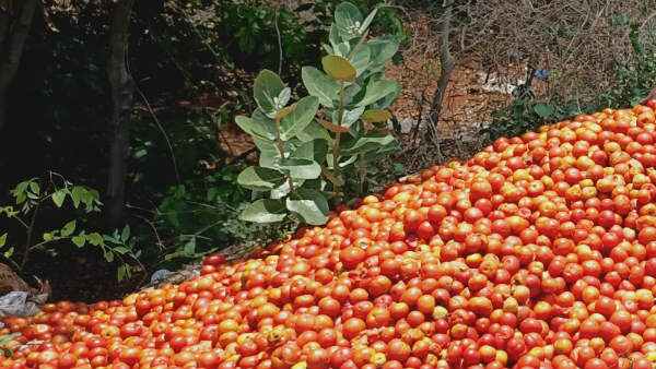 Tomato prices Fall: Devadurga taluk Farmers are worried