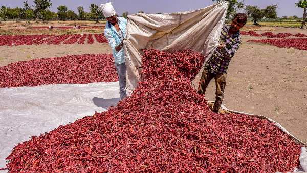 Chilli auction process will start soon at Raichur APMC Chilli auction process will start soon at Raichur APMC