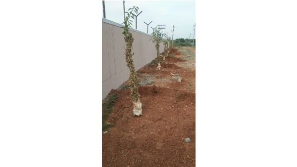 ಇಲಾಖೆಯಿಂದ ಯಾವುದೇ ಹಣ್ಣಿನ ಸಸಿಗಳು ದೊರೆಯುತ್ತಿಲ್ಲ-ರೈತರ ಆರೋಪ