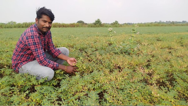 Green Worm Attack On Chickpea Crop