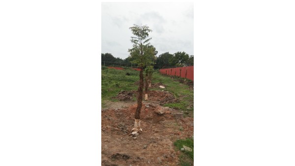 ಜಿಲ್ಲೆಯಲ್ಲಿ ಹೆಚ್ಚಿದ ಹಸಿರು ಅಭಿರುಚಿ