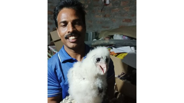 ನಿರ್ಮಾಣ ಹಂತದ ಕಟ್ಟಡದಲ್ಲಿ ವಿಶೇಷ ಗೂಬೆ ಪತ್ತೆ