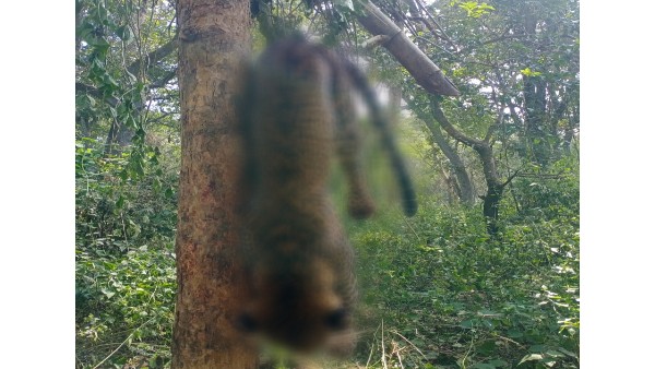 Cheetah Died In Shivamogga And Vijayanagara