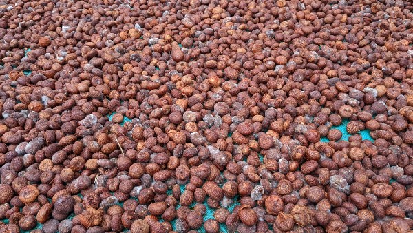 ನೂರಾರು ಎಕರೆ ಭತ್ತದ ಬೆಳೆ ನಾಶ