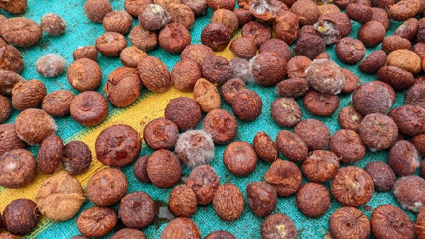 ಅಧಿಕಾರಿಗಳಿಂದ ಬೆಳೆ ಹಾನಿ ಸಮೀಕ್ಷೆ