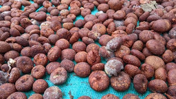 ಅಕಾಲಿಕ ಮಳೆಯಿಂದ ಅಡಿಕೆ ಬೆಳೆ ನಾಶ