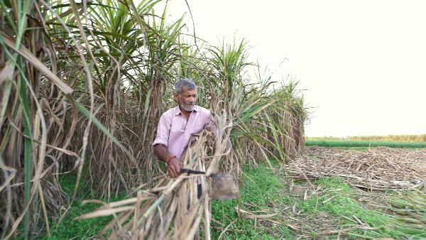 Sugar Production Increase In India, Decrease In Karnataka ISMA Said