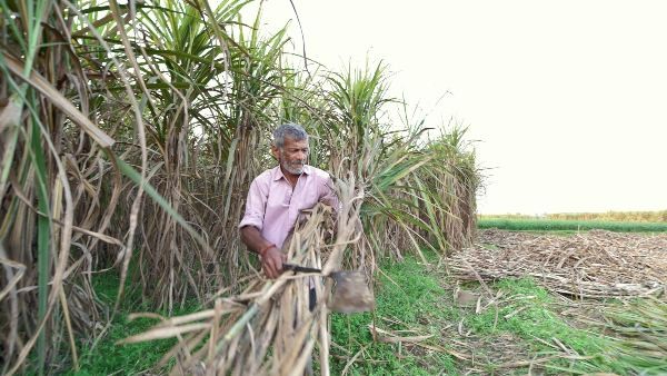 Karnataka Government Has Decided To Give Sugarcane By Product Dividend To Farmers