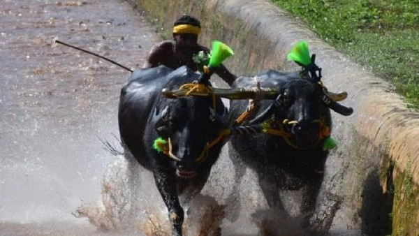 ಕಂಬಳದಲ್ಲಿ ಬೊಟ್ಟಿಮಾರ್ ಮತ್ತು ತಾಟೆ ಕೋಣಗಳ ಜೋಡಿ ಮೋಡಿ