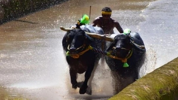 ಎಂಟೂ ಮುಕ್ಕಾಲು ಲಕ್ಷ ರೂಪಾಯಿಗೆ ಮಾರಾಟವಾಗಿದ್ದ ತಾಟೆ