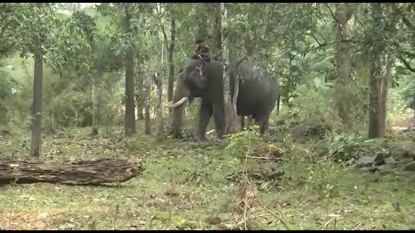 Bhaira elephant captured in Mudigere; Locals who expressed doubt
