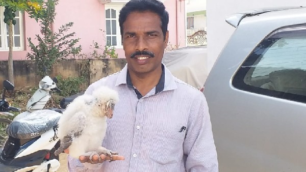 ಅರಣ್ಯ ಇಲಾಖೆಯ ಅನುಮತಿಯ ಮೇರೆಗೆ ಗೂಬೆ ರಕ್ಷಣೆ