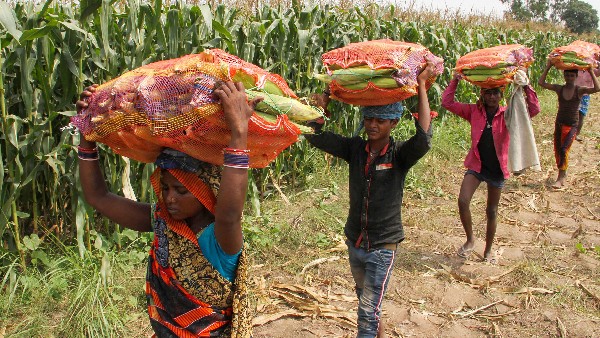 Paddy Maize And Ragi Purchase Under Minimum Support Price At Vijayanagara 