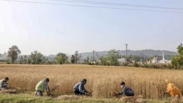 Indian Farmers Current Rabi Time 25% More Wheat Sowing Than 