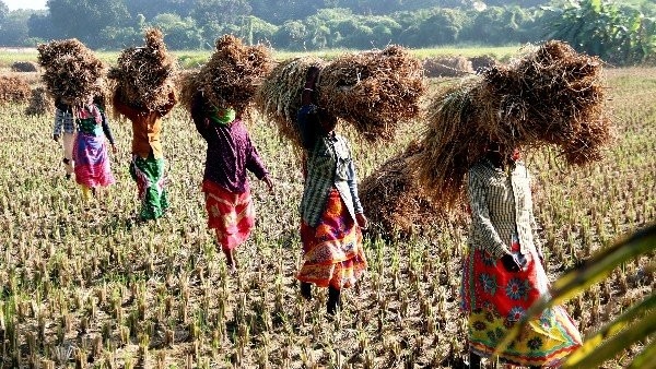 ಭಾರಿ ಮಳೆಯಿಂದ ಇಳುವರಿ ಕುಸಿತ