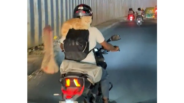 Amazing Cat Bike Ride: Viral Video