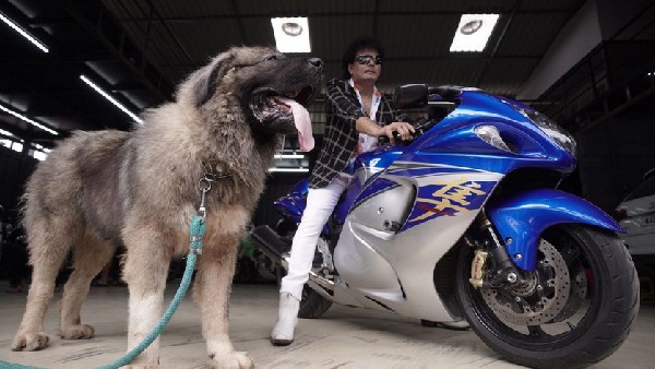 Indian Dog Breeders Association President Satish Bought Caucasian Shepherd Dog Priced at Rs 20 cr 