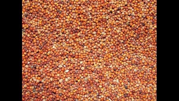 ಎತ್ತರದ ಪ್ರದೇಶದಲ್ಲಿ ಉತ್ತಮ ಫಸಲು