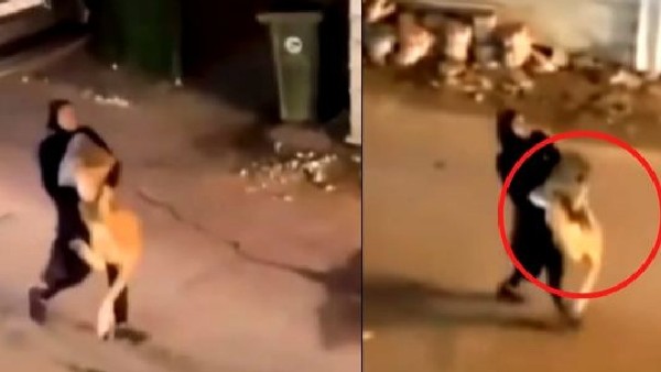 OMG: Woman picked up lion- Viral video