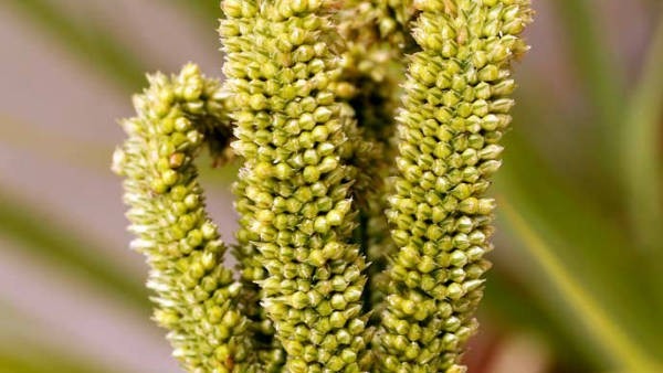 ರಾಗಿ ಮಾರಾಟಕ್ಕೆ ನೋಂದಣಿಯ ಪ್ರಮಾಣ 