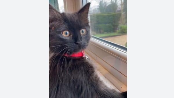 A woman who was shocked by the strange behavior of the cat: spent 7 lakhs for treatment!