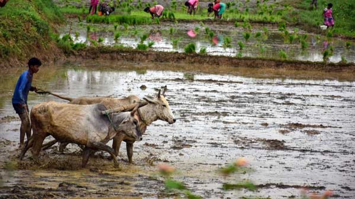 Economic survey shows strength of agriculture sector, livelihood of farmers, says agri Experts Economic survey shows strength of agriculture sector, livelihood of farmers, says agri Experts