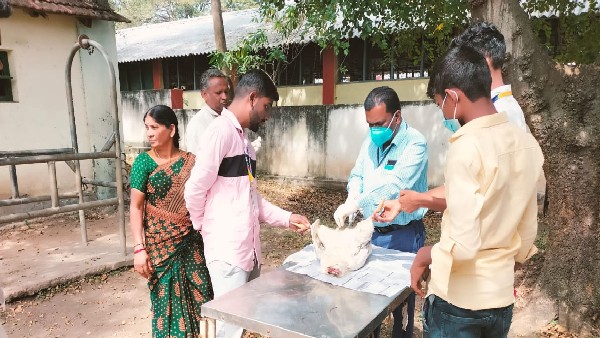 Bird Flu Fear Starts In Gundlupet Taluk Bird Flu Fear Starts In Gundlupet Taluk