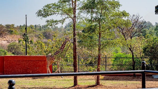 Vijayanagara: Africa giraffe arrival to Atal Bihari Vajpayee zoo 