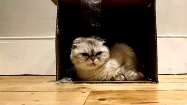 ಜನಪ್ರಿಯ ಪಾಪ್ ಗಾಯಕಿ