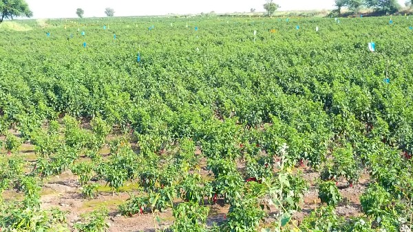 ಗಿಡಗಳನ್ನು ಬೆಳೆಯಲು ಬಿಡದ ಮುಟ್ಟು ರೋಗ