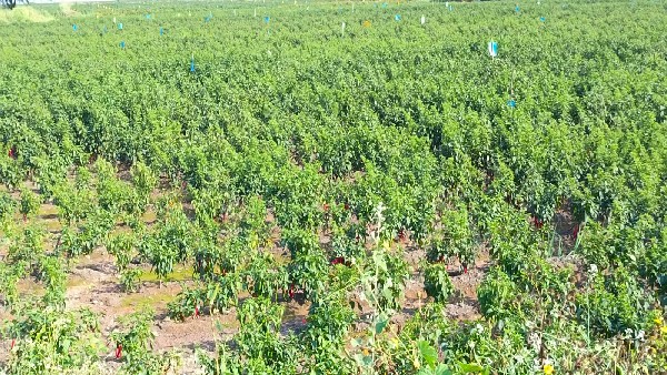 ಕುಸಿದ ಮೆಣಸಿನಕಾಯಿ ಇಳುವರಿ