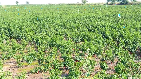 ಲಾಭದ ನಿರೀಕ್ಷೆಯಲ್ಲಿದ್ದ ರೈತರಿಗೆ ಸಂಕಷ್ಟ