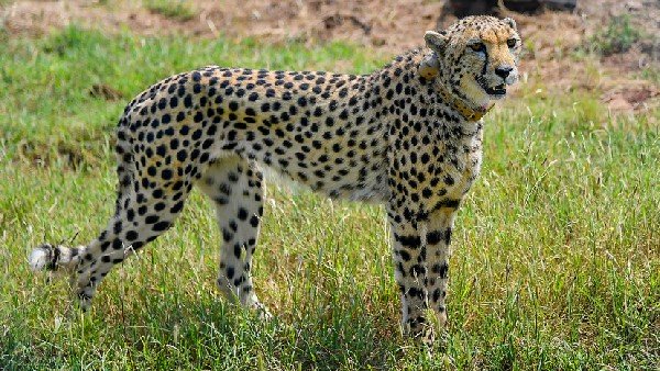 India Signs Pact With South Africa To Bring 12 Cheetahs In February India Signs Pact With South Africa To Bring 12 Cheetahs In February