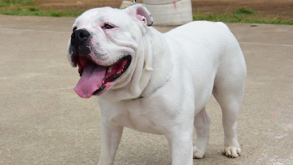 ಎರಡು ಆನೆಗಳ ಪ್ರದರ್ಶನಕ್ಕೆ ವ್ಯವಸ್ಥೆ