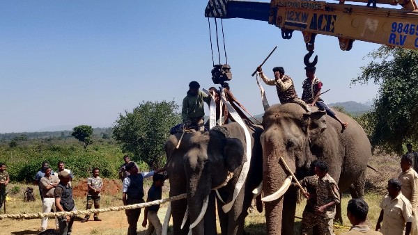 Wild Elephant Caught In Kadekodi Village Gopalaswamy Hill Zone