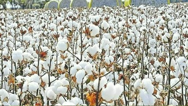Government not opening cotton support price center: Dharwad farmers worried