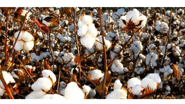 India produced 9.25 lakh bales of cotton lower than the expected 330.50 lakh bales 2022-23 season.