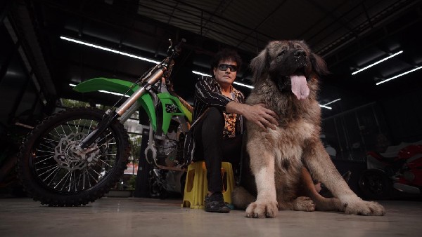 Dog Show In Ballari Caucasian Shepherd Main Attraction 