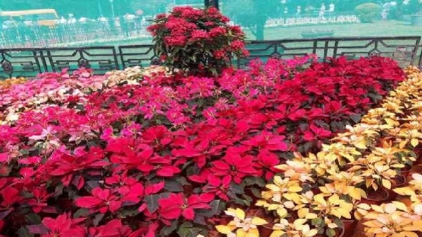 Bengaluru Republic Day flower show at Lalbagh generates highest ever revenue