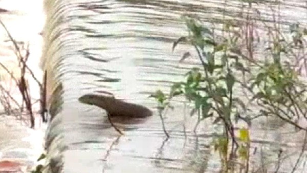 Rare beaver found in Shettekere village