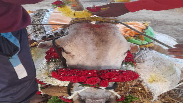 Ranebennur: Mysuru huli famed ox death 